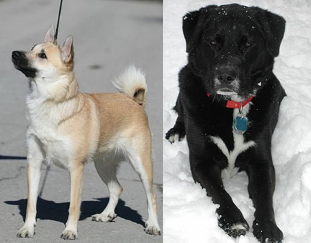 St. John's Water Dog vs Norwegian Buhund - Breed Comparison