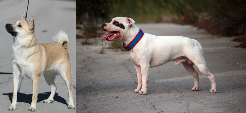 Staffordshire Bull Terrier vs Norwegian Buhund - Breed Comparison