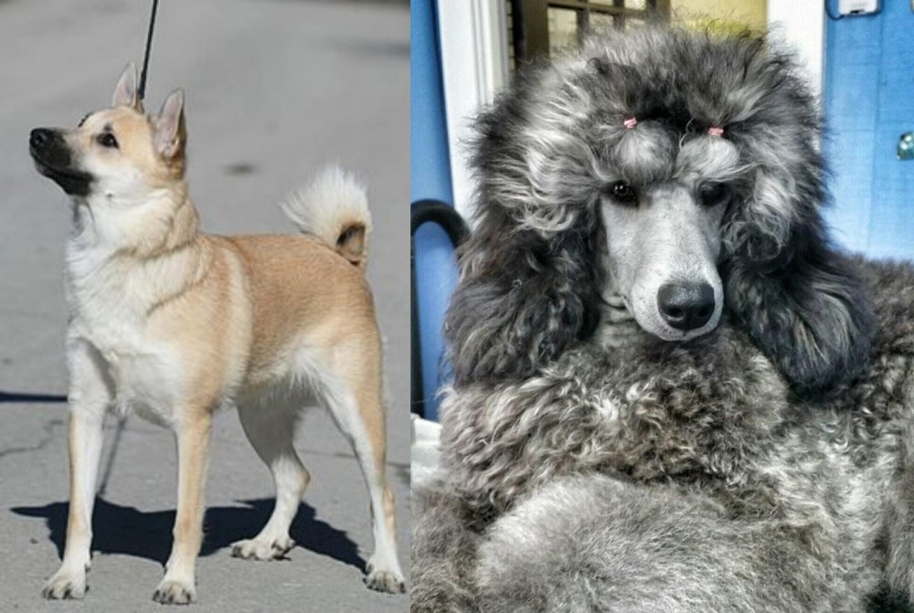Standard Poodle vs Norwegian Buhund - Breed Comparison