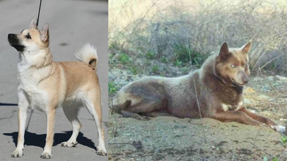 Tahltan Bear Dog vs Norwegian Buhund - Breed Comparison