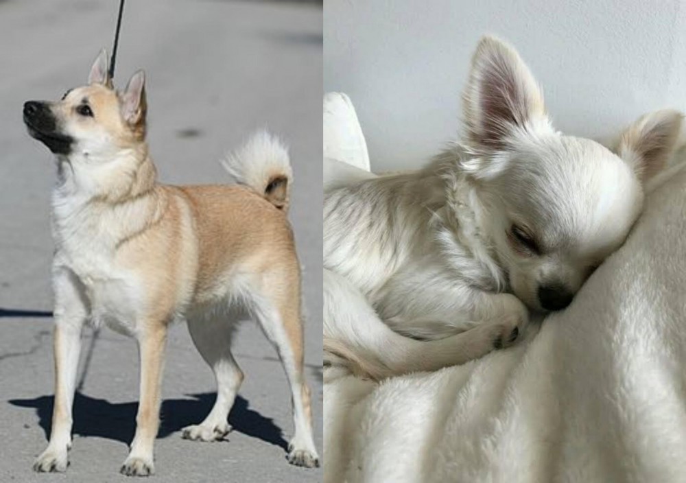 Tea Cup Chihuahua vs Norwegian Buhund - Breed Comparison