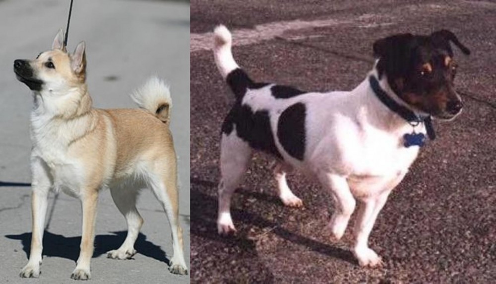 Teddy Roosevelt Terrier vs Norwegian Buhund - Breed Comparison