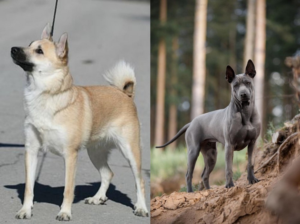 Thai Ridgeback vs Norwegian Buhund - Breed Comparison