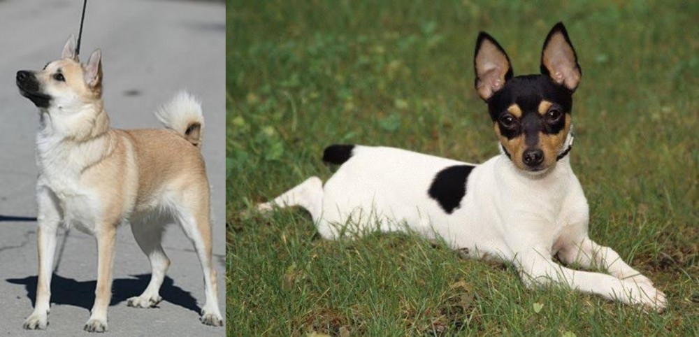 Toy Fox Terrier vs Norwegian Buhund - Breed Comparison
