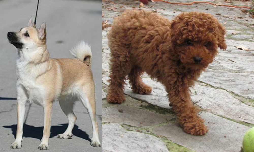 Toy Poodle vs Norwegian Buhund - Breed Comparison