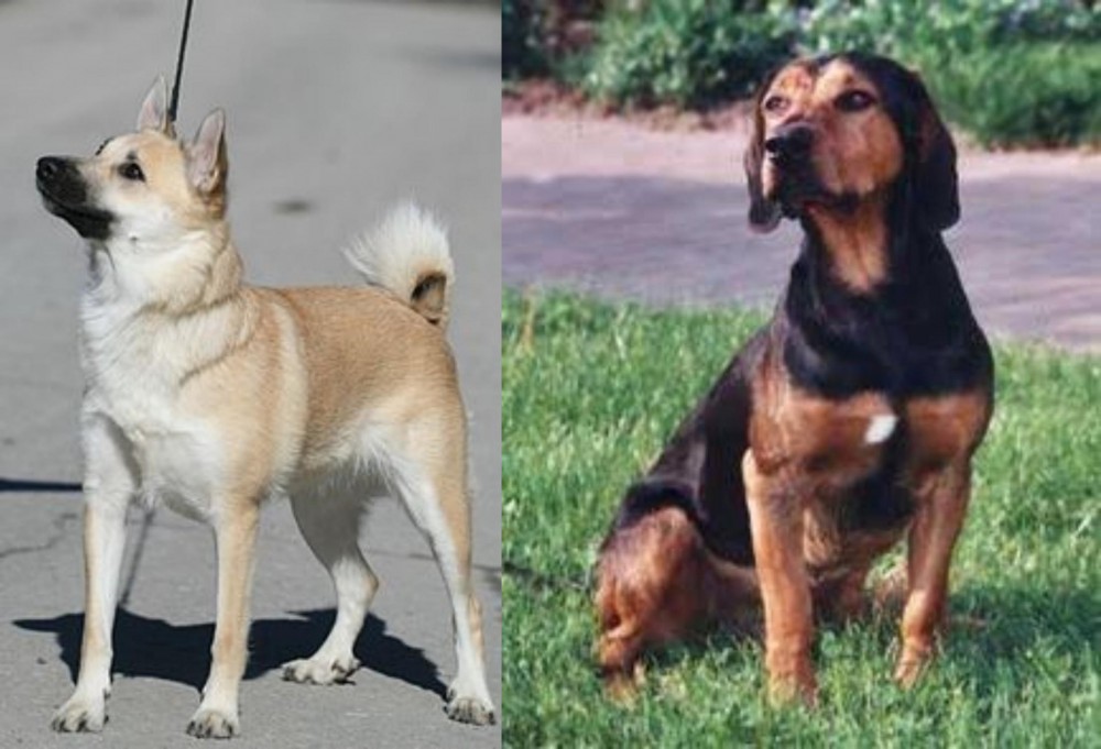 Tyrolean Hound vs Norwegian Buhund - Breed Comparison