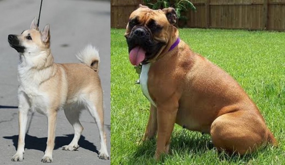 Valley Bulldog vs Norwegian Buhund - Breed Comparison