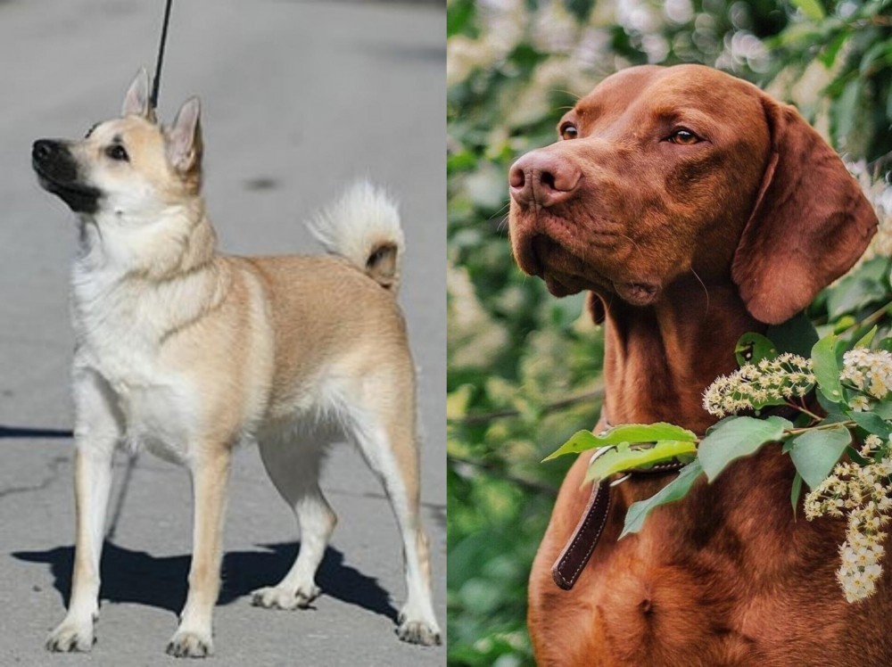 Vizsla vs Norwegian Buhund - Breed Comparison