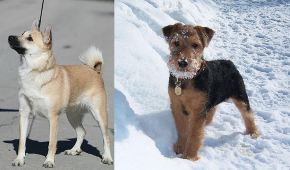 Welsh Terrier vs Norwegian Buhund - Breed Comparison