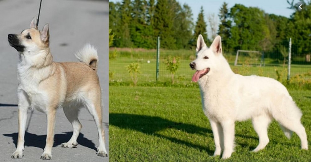 White Shepherd vs Norwegian Buhund - Breed Comparison