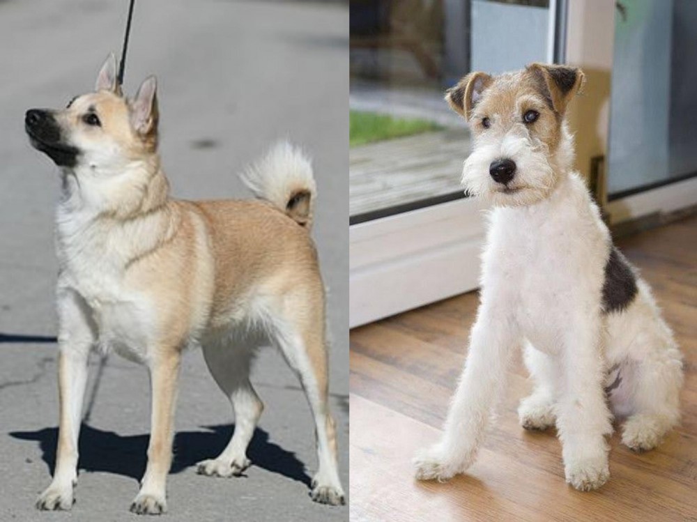 Wire Fox Terrier vs Norwegian Buhund - Breed Comparison