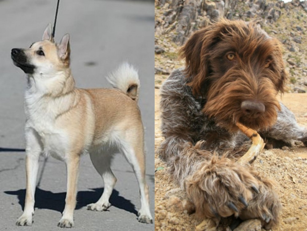Wirehaired Pointing Griffon vs Norwegian Buhund - Breed Comparison