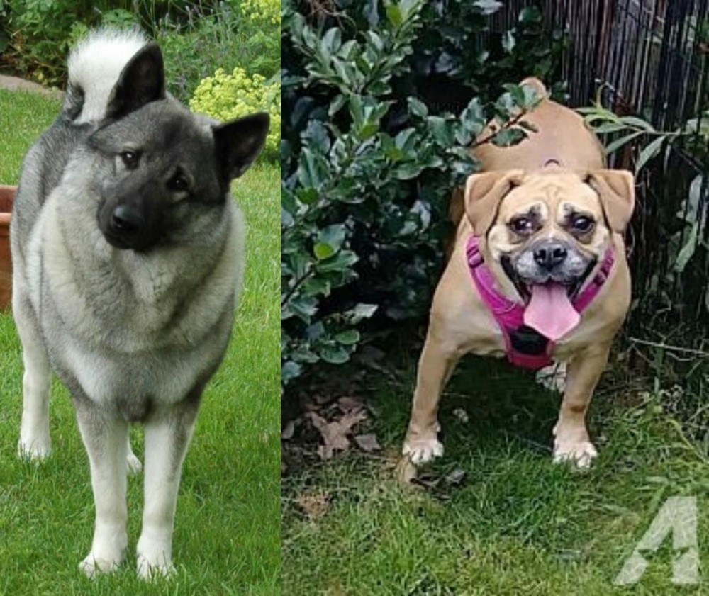 Beabull vs Norwegian Elkhound - Breed Comparison