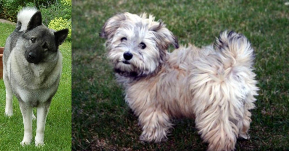 Havapoo vs Norwegian Elkhound - Breed Comparison