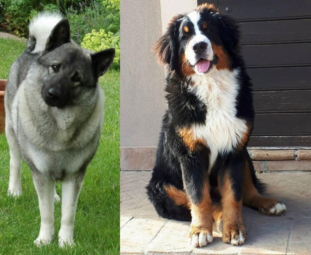 Mountain Burmese vs Norwegian Elkhound - Breed Comparison