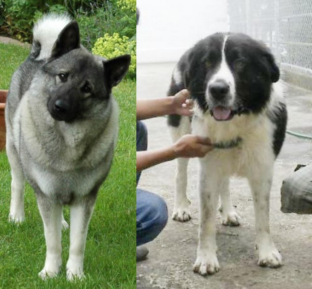 Mucuchies vs Norwegian Elkhound - Breed Comparison