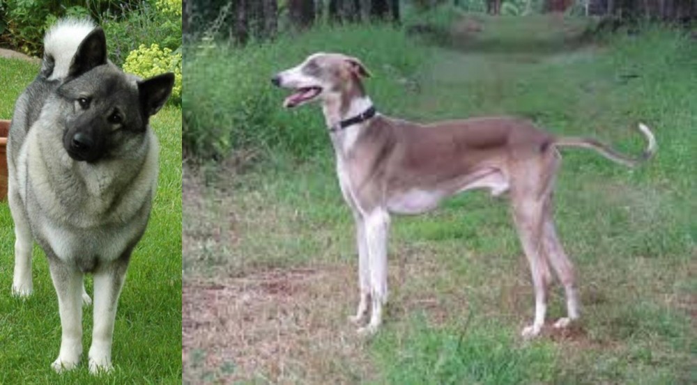 Mudhol Hound vs Norwegian Elkhound - Breed Comparison