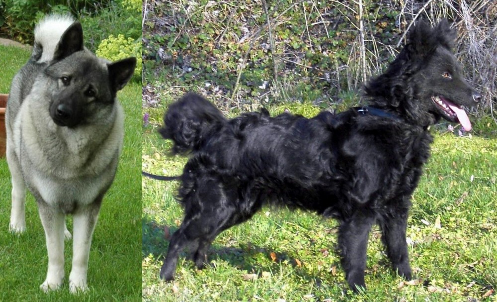 Mudi vs Norwegian Elkhound - Breed Comparison