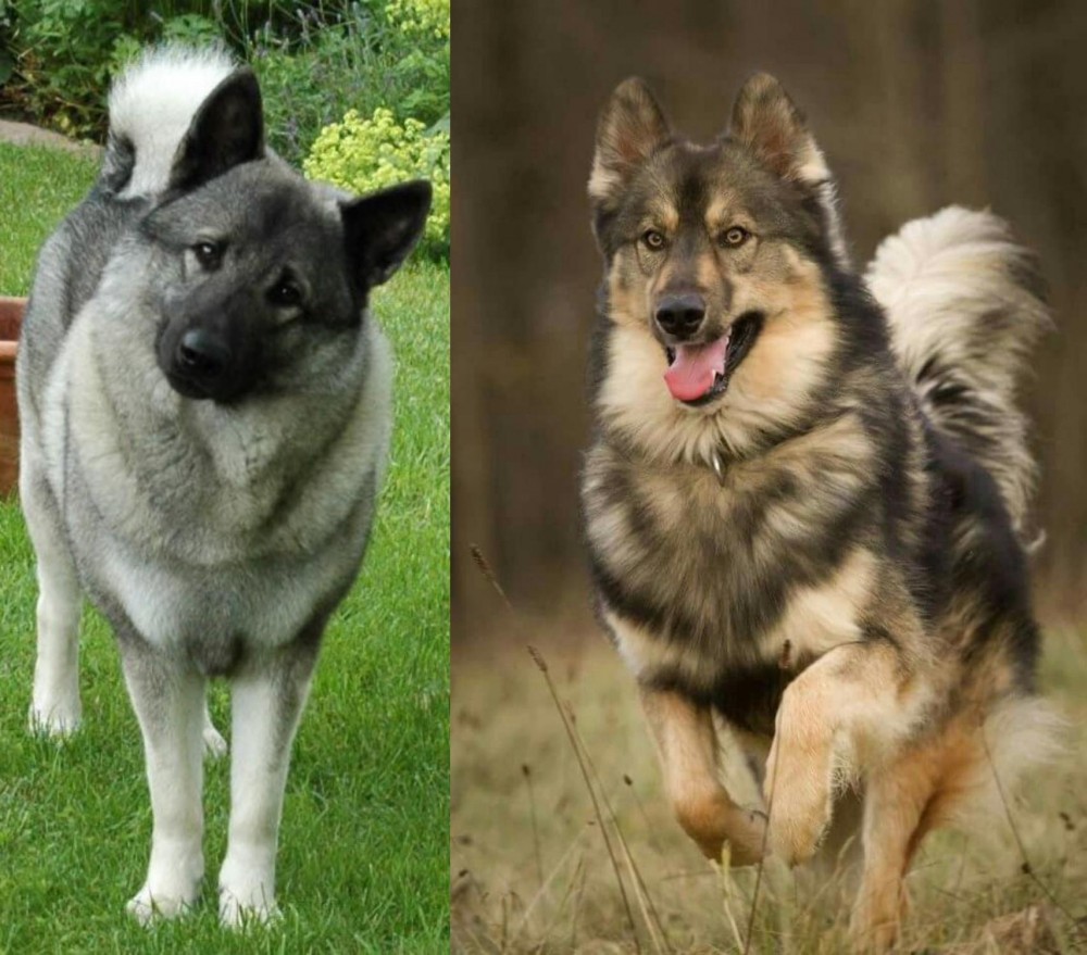 Native American Indian Dog vs Norwegian Elkhound - Breed Comparison