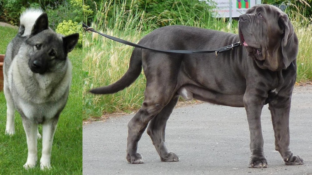Neapolitan Mastiff vs Norwegian Elkhound - Breed Comparison