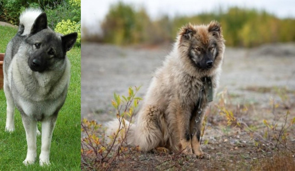 Nenets Herding Laika vs Norwegian Elkhound - Breed Comparison