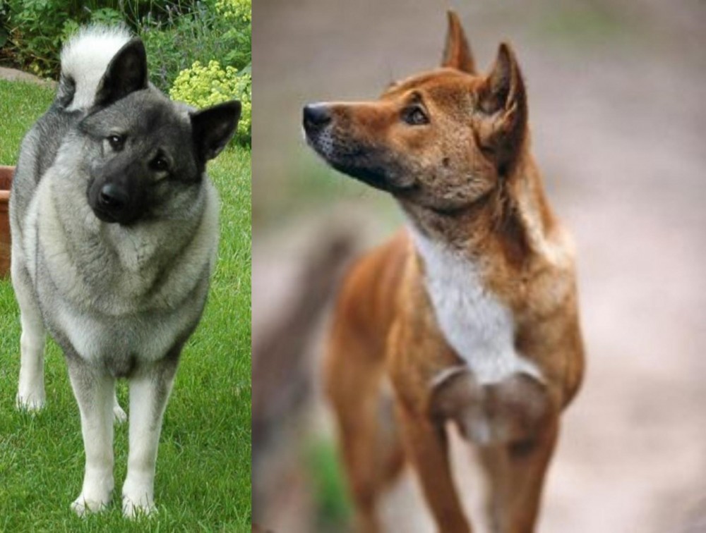 New Guinea Singing Dog vs Norwegian Elkhound - Breed Comparison
