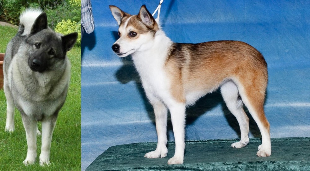 Norwegian Lundehund vs Norwegian Elkhound - Breed Comparison