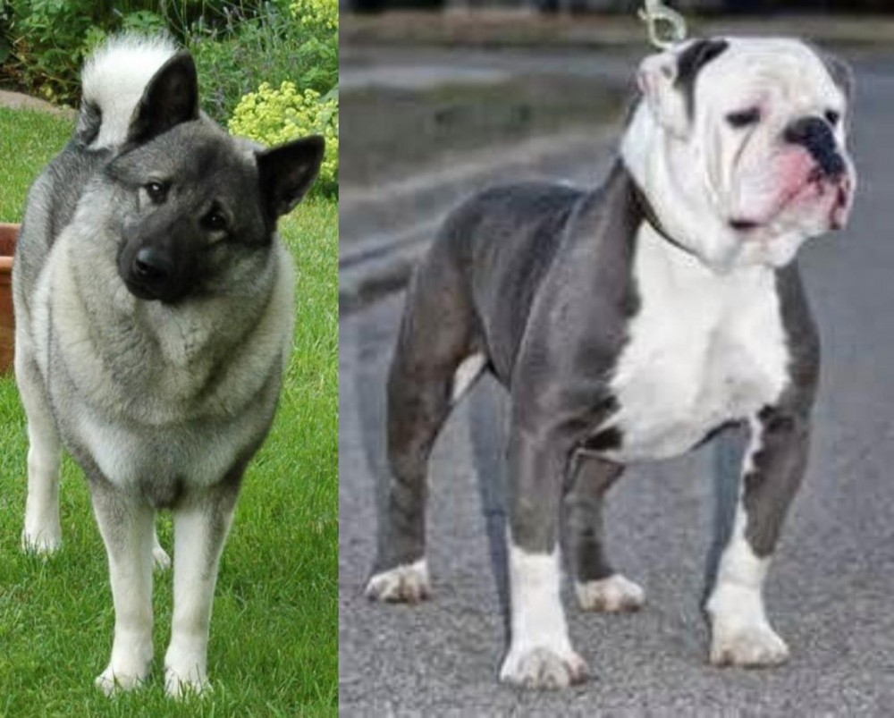 Old English Bulldog vs Norwegian Elkhound - Breed Comparison
