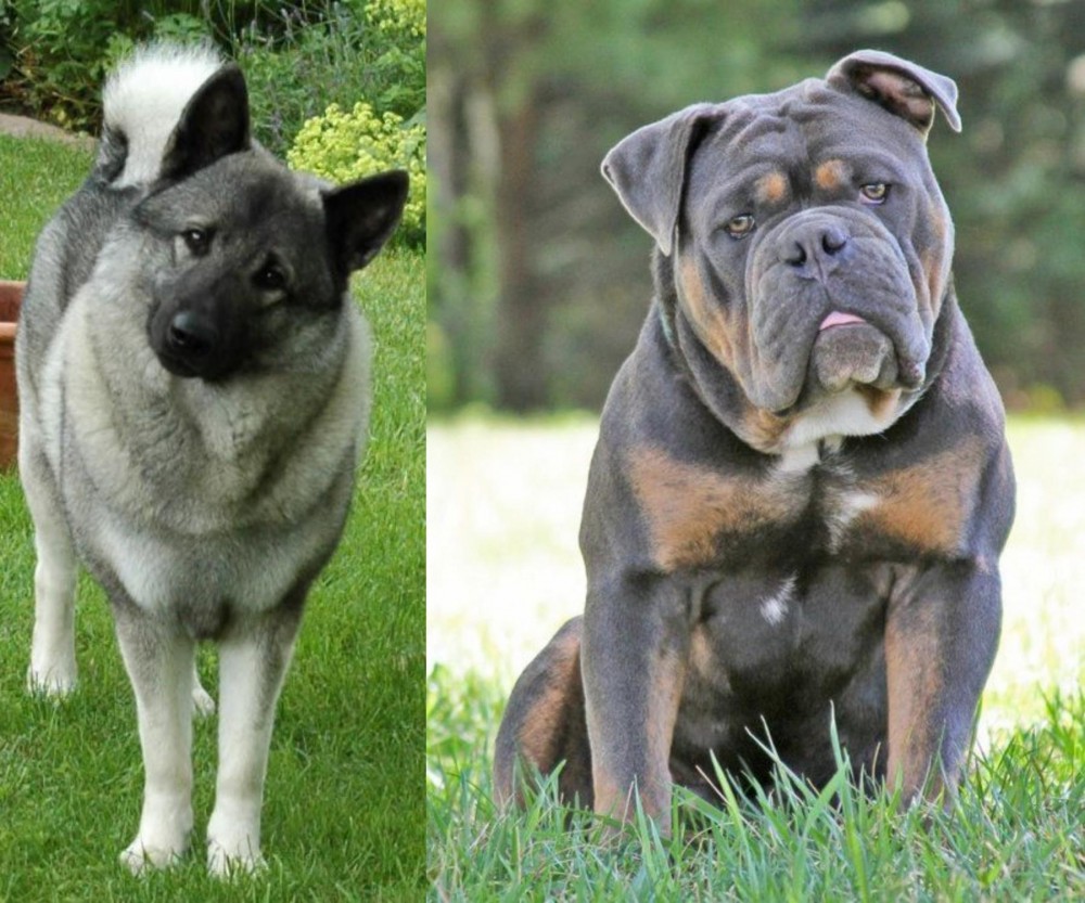 Olde English Bulldogge vs Norwegian Elkhound - Breed Comparison