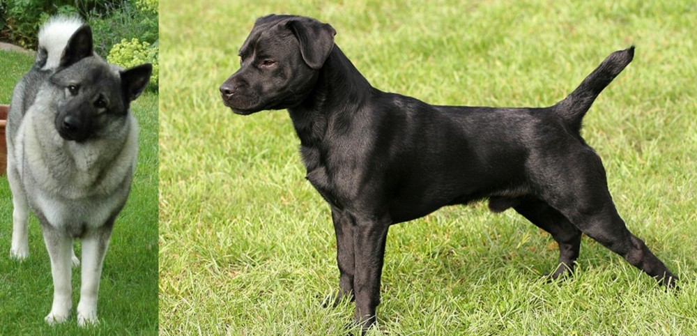 Patterdale Terrier vs Norwegian Elkhound - Breed Comparison