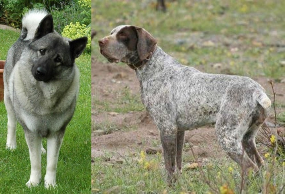 Perdiguero de Burgos vs Norwegian Elkhound - Breed Comparison