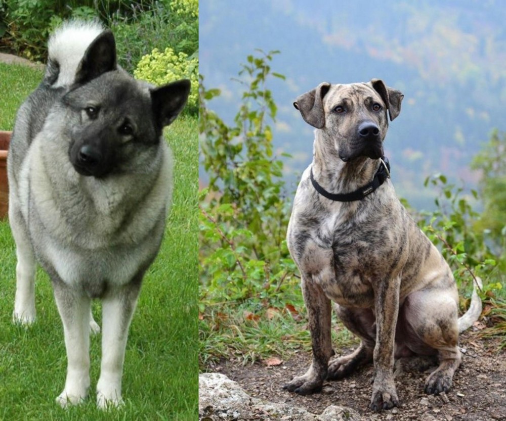 Perro Cimarron vs Norwegian Elkhound - Breed Comparison