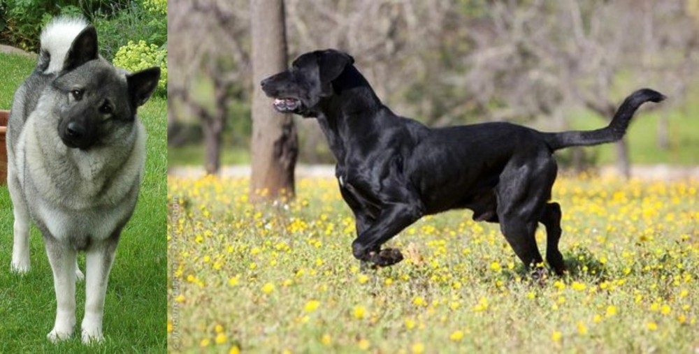 Perro de Pastor Mallorquin vs Norwegian Elkhound - Breed Comparison