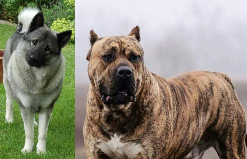 Perro de Presa Canario vs Norwegian Elkhound - Breed Comparison