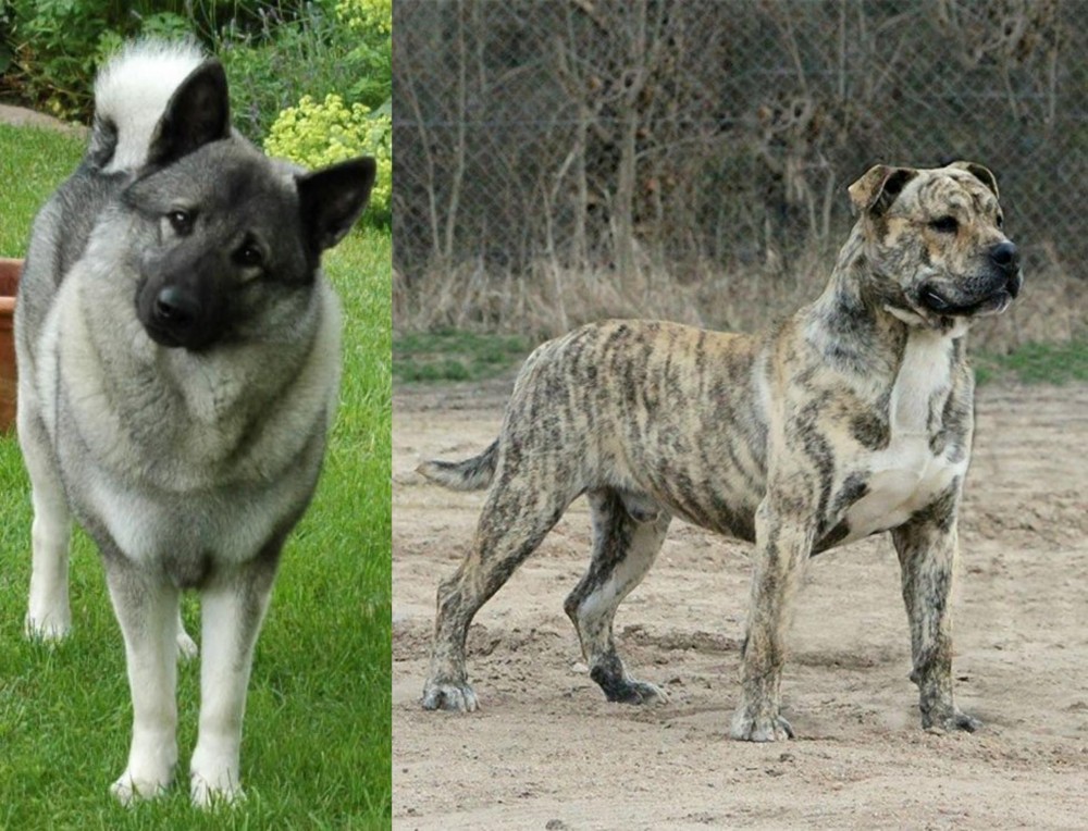 Perro de Presa Mallorquin vs Norwegian Elkhound - Breed Comparison