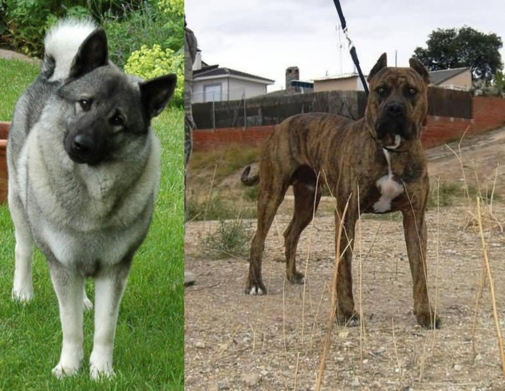 Perro de Toro vs Norwegian Elkhound - Breed Comparison