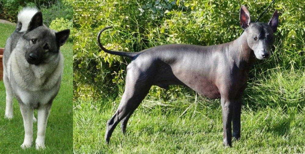 Peruvian Hairless vs Norwegian Elkhound - Breed Comparison