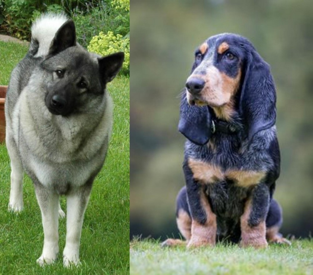 Petit Bleu de Gascogne vs Norwegian Elkhound - Breed Comparison