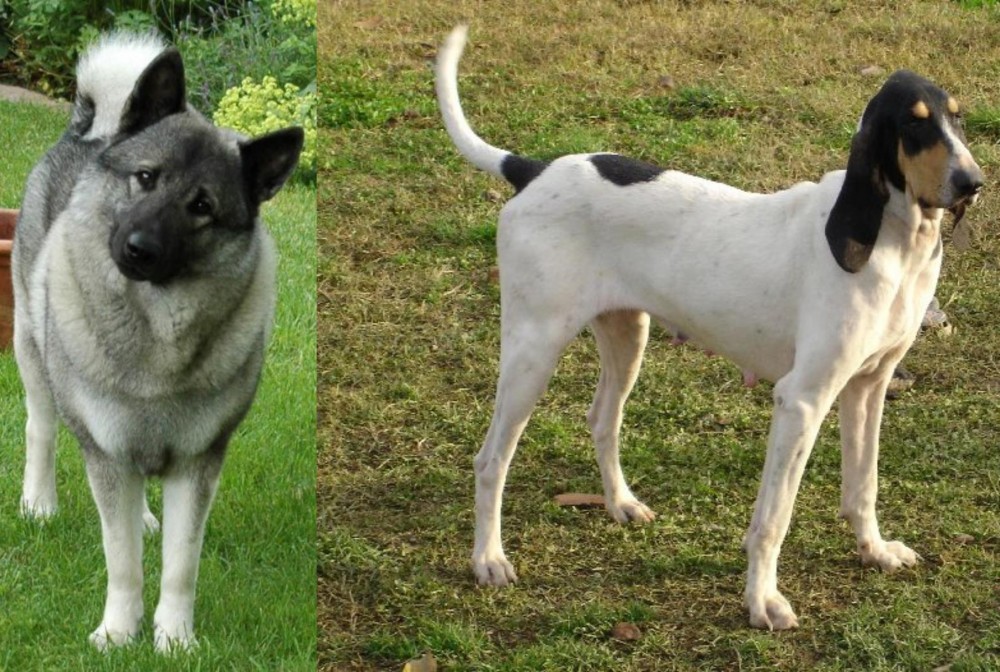 Petit Gascon Saintongeois vs Norwegian Elkhound - Breed Comparison