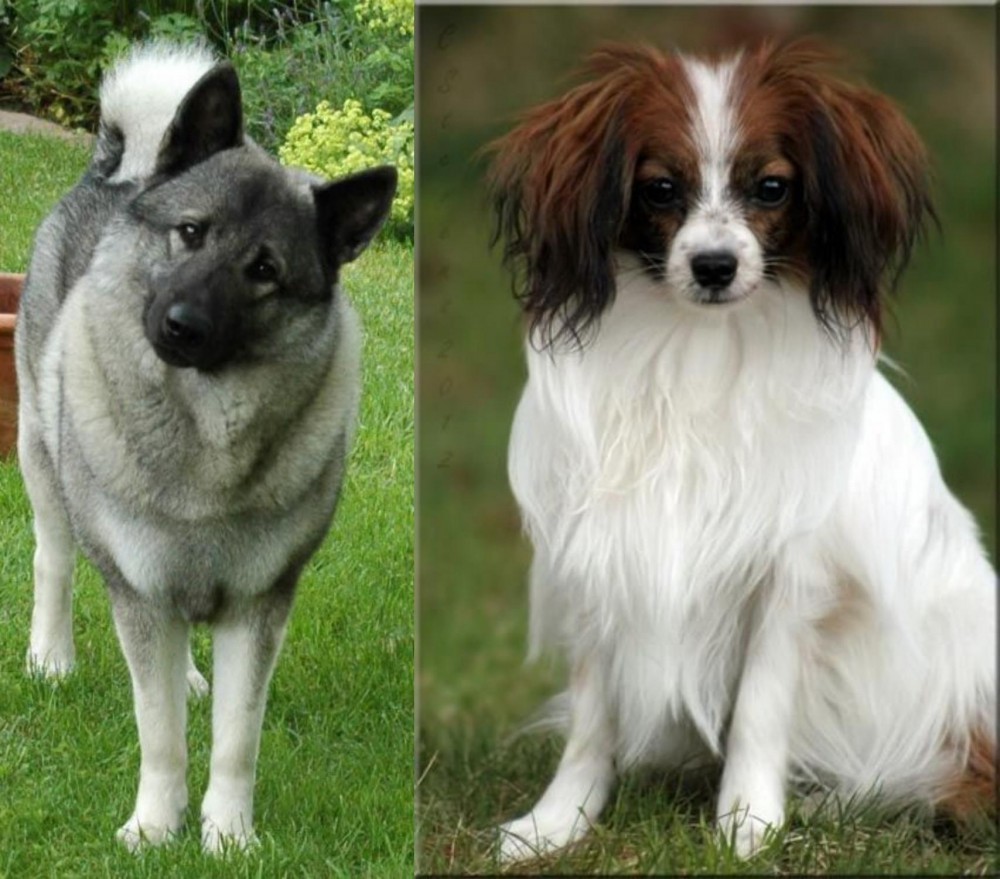 Phalene vs Norwegian Elkhound - Breed Comparison