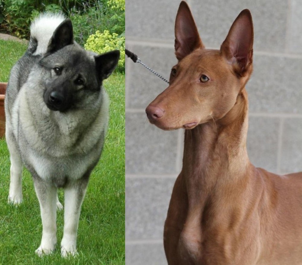 Pharaoh Hound vs Norwegian Elkhound - Breed Comparison