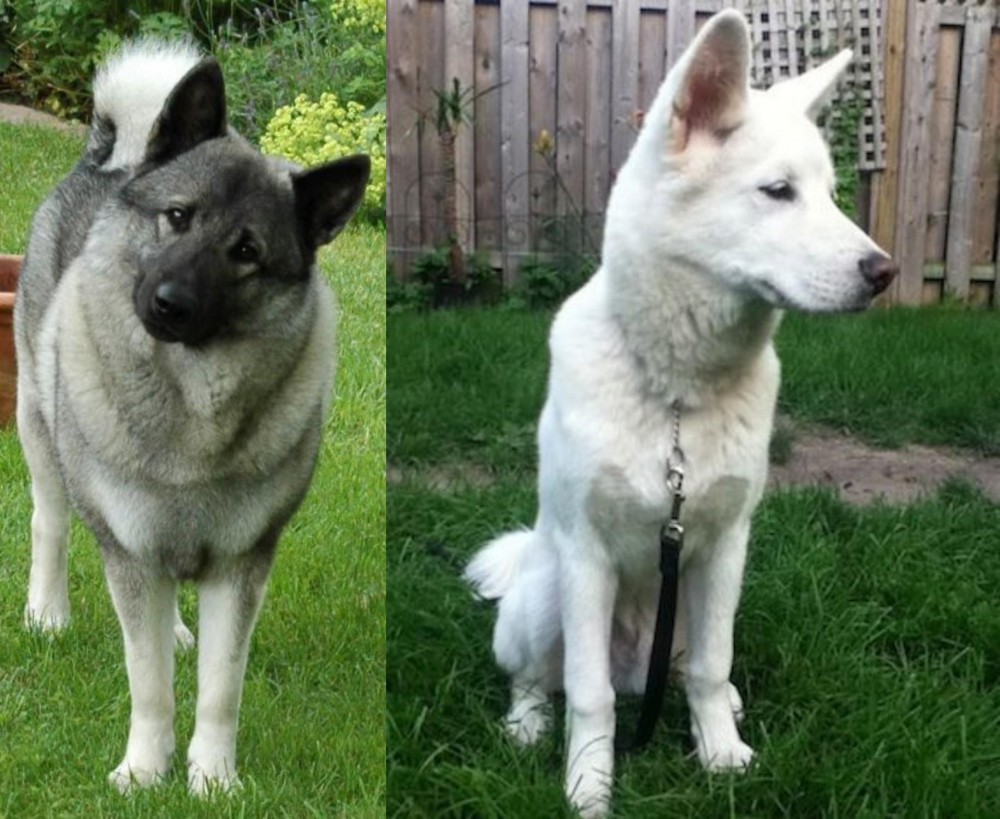 Phung San vs Norwegian Elkhound - Breed Comparison