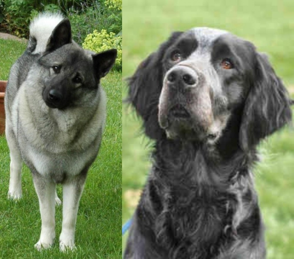 Picardy Spaniel vs Norwegian Elkhound - Breed Comparison