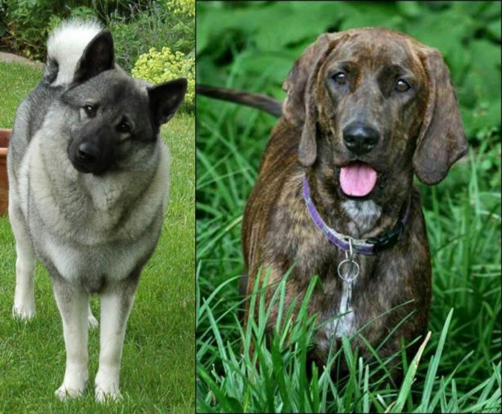 Plott Hound vs Norwegian Elkhound - Breed Comparison