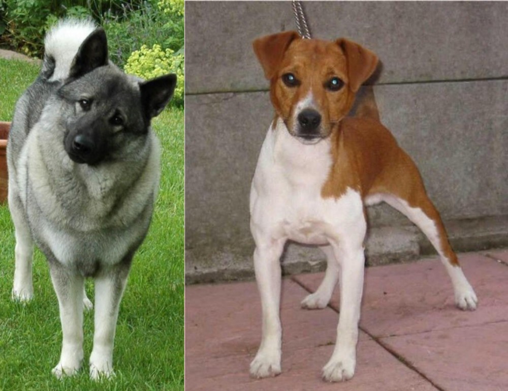 Plummer Terrier vs Norwegian Elkhound - Breed Comparison