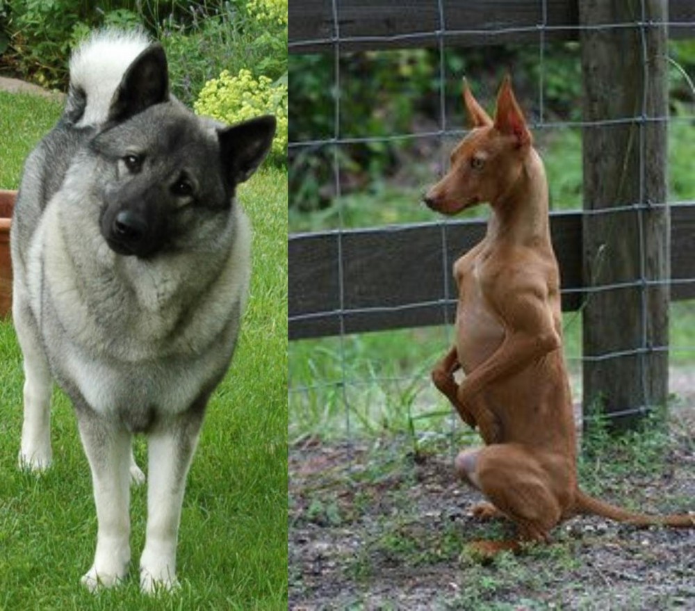 Podenco Andaluz vs Norwegian Elkhound - Breed Comparison