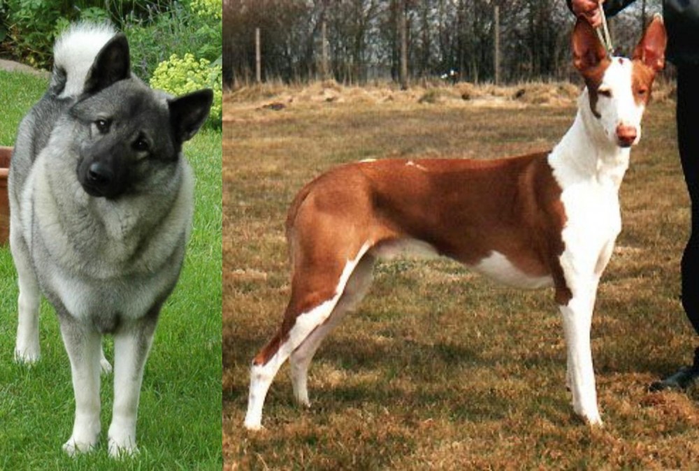 Podenco Canario vs Norwegian Elkhound - Breed Comparison