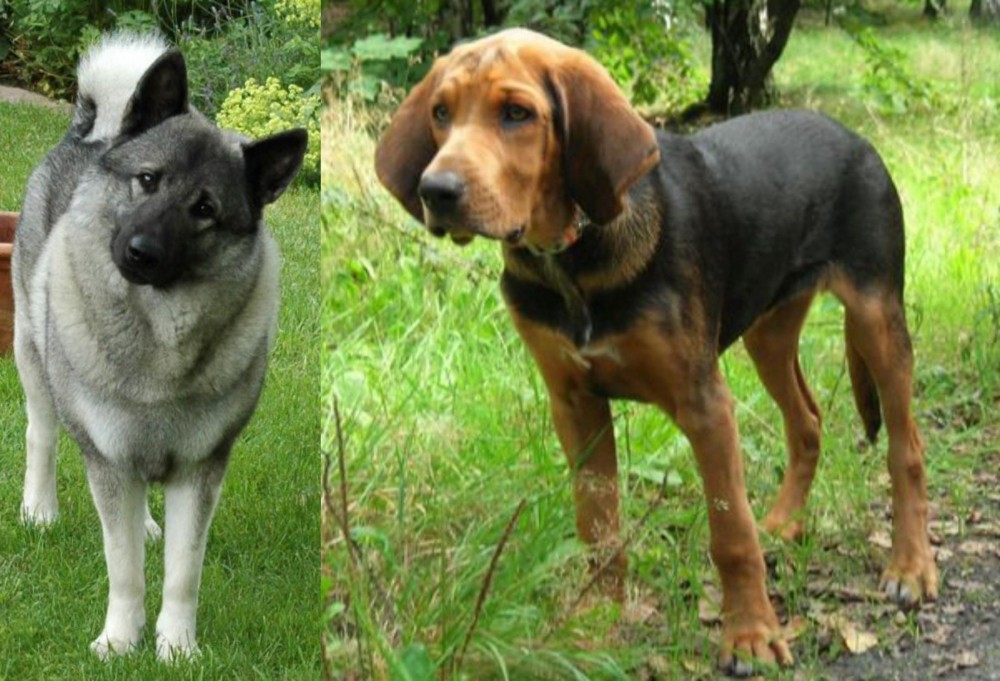 Polish Hound vs Norwegian Elkhound - Breed Comparison