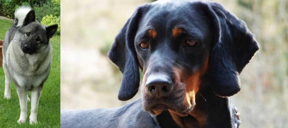 Polish Hunting Dog vs Norwegian Elkhound - Breed Comparison