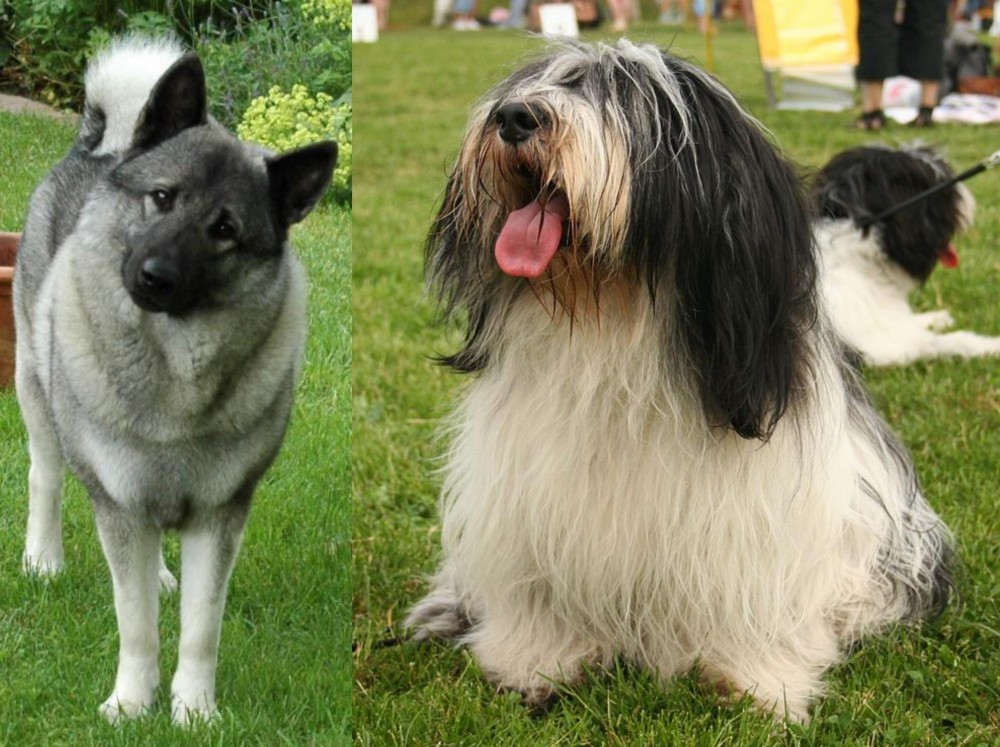 Polish Lowland Sheepdog vs Norwegian Elkhound - Breed Comparison